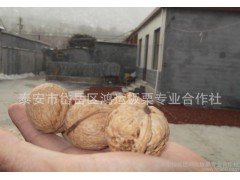 【2014薄皮核桃】新疆特产大核桃 纸皮核桃新货零食广州