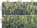 南京农大成功克隆小麦抗赤霉病关键基因