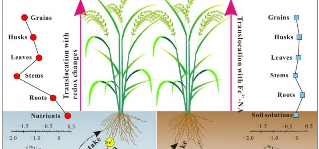 地化所等揭示稳定铁同位素指示水稻吸收转运铁的过程机制