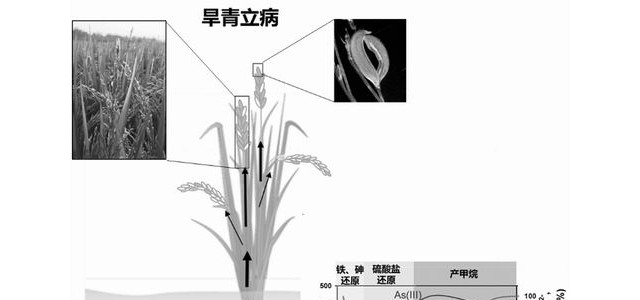 “神出鬼没”甲基砷导致水稻旱青立病