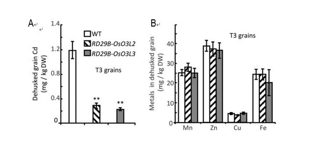 华南植物园发现水稻中过表达OsO3L2和OsO3L3全长和截断片段均可降低米粒中的镉积累