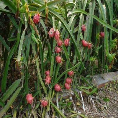 火龙果完全成熟后红色伊犁哈萨克自治州火龙果品种有保障果皮茸毛短