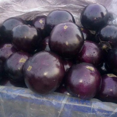 饶阳恒发 专业供应 紫皮圆茄子 黑茄子 有机绿色新鲜圆茄子 新鲜蔬菜