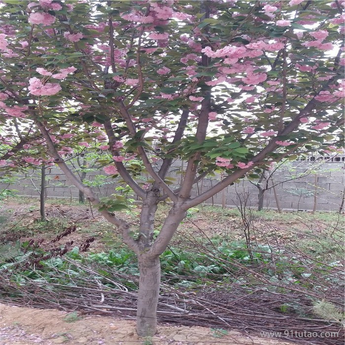樱花树批发基地  6厘米樱花树价格  6厘米晚樱樱花树介绍