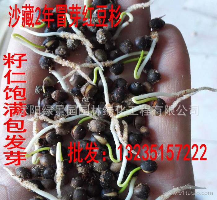 红豆杉种子曼地亚红豆杉南方红豆杉种子沙藏冒芽红豆杉货到付款货源_