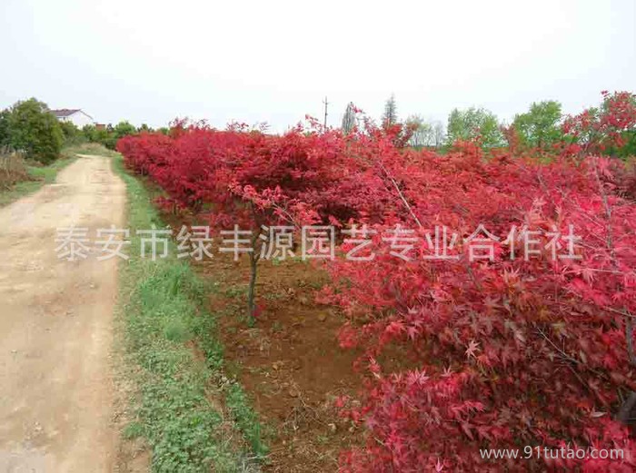 山东园艺场特价销售优质日本红枫 热卖规格日本红枫 欲购从速