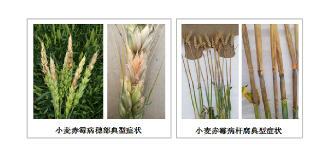 赤霉病综合防控技术助力疫期小麦生产