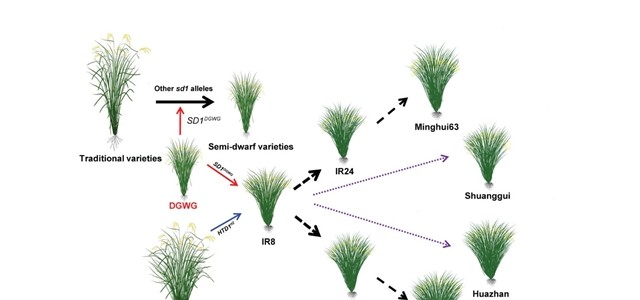 科学家发现增加水稻分蘖数和产量的重要基因