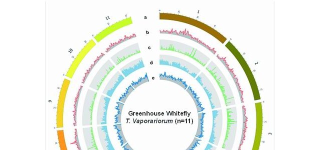 中国农科院蔬菜花卉研究所等破解农业害虫——温室白粉虱基因组