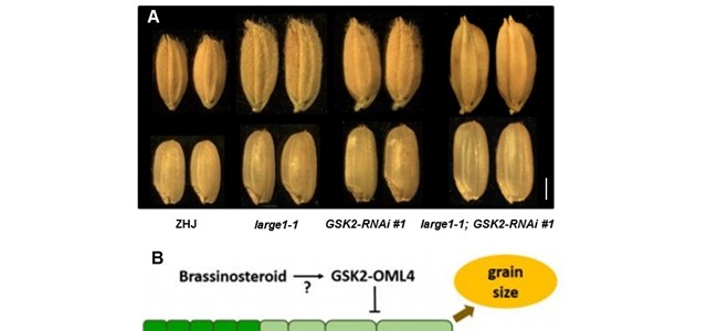 科学家发现水稻种子大小调控新机制