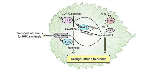 棉子糖合成代谢途径调控植物抗旱能力