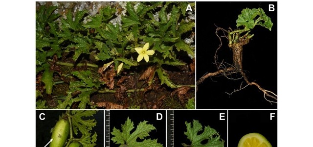 科学家发现悦猴瓜属植物新种