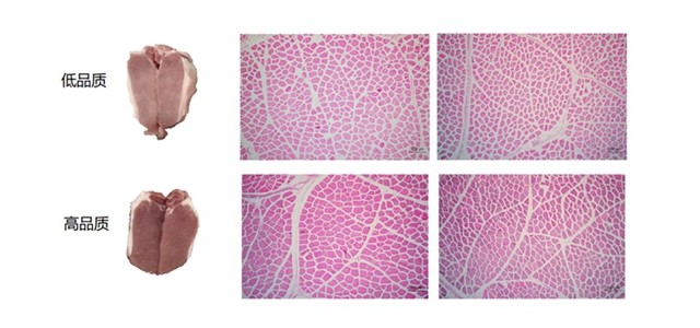 猪肉品质好不好，这些蛋白来决定