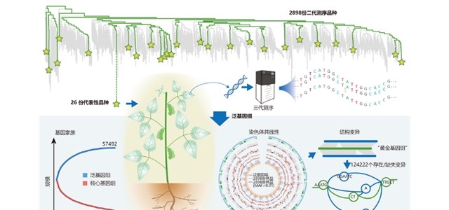 中科院科研人员绘出大豆图形结构泛基因组