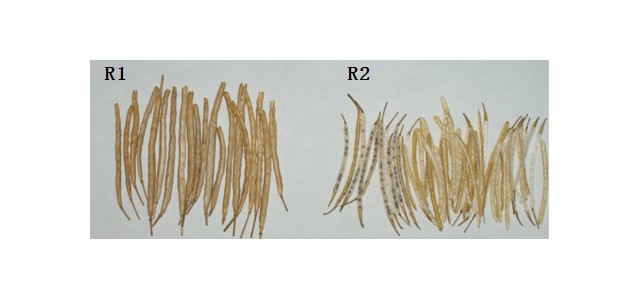 油菜裂角抗性基因首次克隆成功