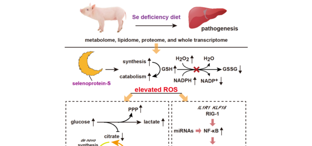 硒缺乏引发猪肝脏代谢重塑和炎症发生新机制被揭示