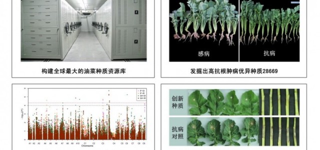 “油菜种质资源收集保存、评价挖掘与创新利用”获2019年湖北省科技进步一等奖