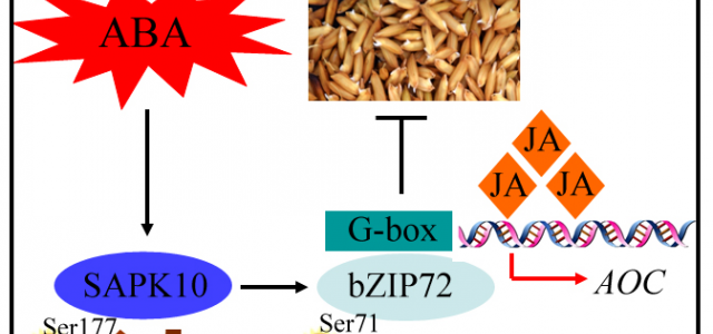 植物激素调控水稻种子萌发的新机制被揭示