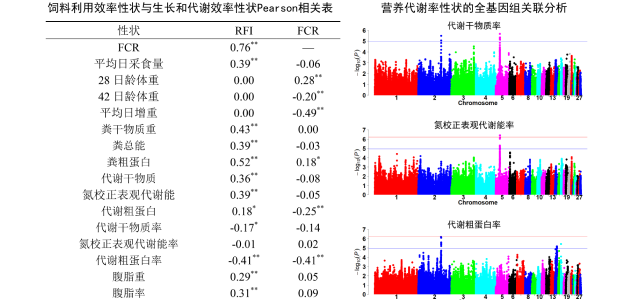 中国农业科学院北京牧医所应用遗传学和营养学结合的创新策略深入解析肉鸡饲料报酬性状